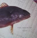 Royal Crescent Mob - Omerta - LP